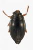 Gyrinus urinator